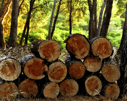 TIMBER HARVESTING